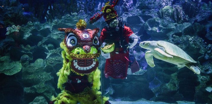 Buzos con un traje tradicional de león y un traje de dios de la fortuna miran mientras una tortuga pasa nadando en el oceanario Aquaria KLCC en Kuala Lumpur, antes del Año Nuevo Lunar, que marca el Año del Tigre.