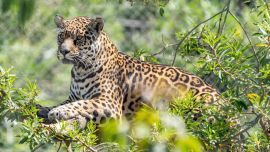 Malú es la primera yaguareté proveniente de Uruguay.