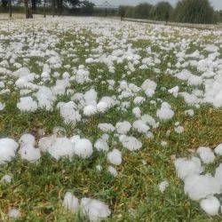 Asistiran a productores rionegrinos afectados por heladas y granizo