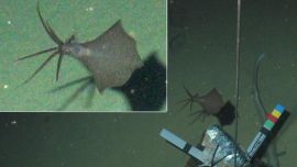 Fue descubierto mientras nadaba en las profundidades del mar de Filipinas.