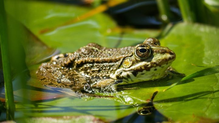 Científicos logran regenerar extremidades en ranas.