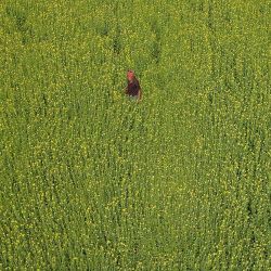 En esta foto aérea, un agricultor trabaja en un campo en Karanigonj, en las afueras de Dhaka, Bangladés. | Foto:MUNIR UZ ZAMAN / AFP