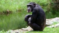 El 31 de enero de 1999 científicos de la Universidad de Alabama descubrieron que el virus del VIH provino del chimpancé