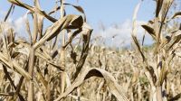La oposición propone un fondo extraordinario de $8.800 millones para productores rurales
