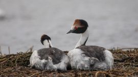 El Macá Tobiano se encuentra en peligro crítico de extinción.