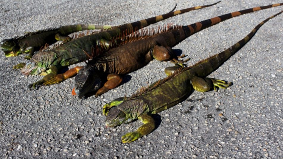 Lluvia de iguanas en Florida