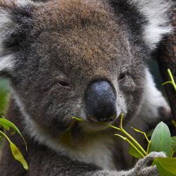 Actualmente, en Australia solo hay apenas 43.000 koalas.