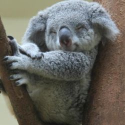 Los koalas son considerados un tesoro nacional en Australia.