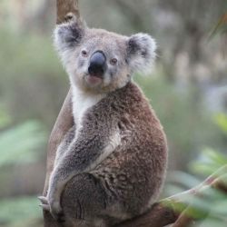 Según la Lista Roja de Especies Amenazadas de la Unión Internacional para la Conservación de la Naturaleza (UICN) el koala está considerada una “Especie Vulnerable”. 