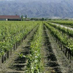 Cosecha: estiman una baja del 8% en la producción de uva