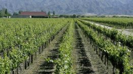 Cosecha: estiman una baja del 8% en la producción de uva