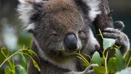 Actualmente, en Australia solo hay apenas 43.000 koalas.