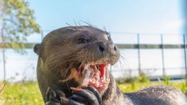 Ariranha llegó a la Argentina desde Francia.