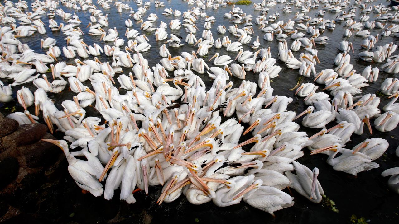 Una manada de pelícanos blancos, una de las aves más grandes de Canadá y Estados Unidos, se ve en la orilla de la laguna de Chapala en Cojumatlán de Regules, México. - Los pelícanos blancos recorren miles de kilómetros migrando desde las frías temperaturas de Norteamérica. | Foto:ULISES RUIZ / AFP