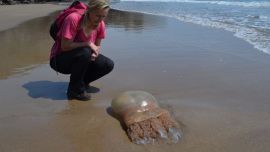 La extraña criatura marina tenía la figura de un volcán.