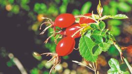 La rosa mosqueta es rica en vitamina C, azúcar y fibras