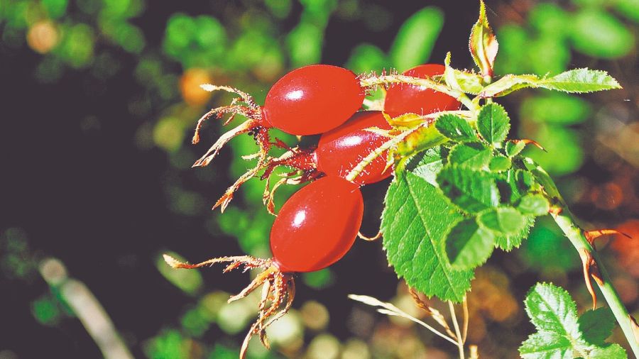 La rosa mosqueta es rica en vitamina C,  azúcar y fibras