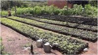 finca marihuana salta