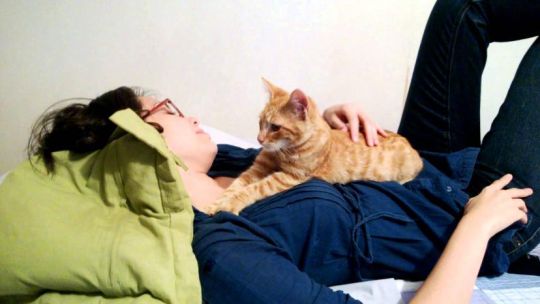Por qué nuestros gatos son expertos masajistas