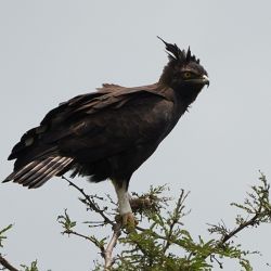 Tanto en La Paz y como en Santa Rosa el águila coronada es reconocida como Monumento Natural Departamental.