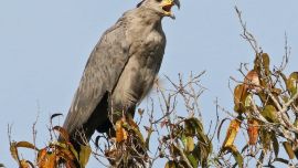 El águila coronada se encuentra en peligro de extinción.