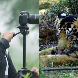El afortunado fotógrafo de 23 años logró capturar in fraganti a dos leones negros. 