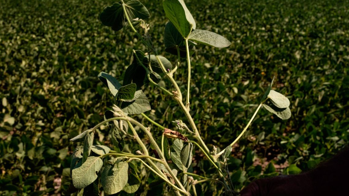 A soybean plant in a field in Buenos Aires Province. 