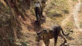 El tigre negro es muy difícil de encontrar en la India.