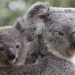 la población de koalas en el este de Australia asciende a unos 180.000 ejemplares.