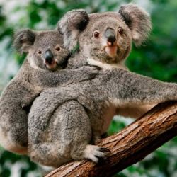 La medida rige para los koalas que habitan tanto en la zona de Queensland, Nueva Gales del Sur, como en el Territorio de la Capital Australiana, que incluye a Camberra.