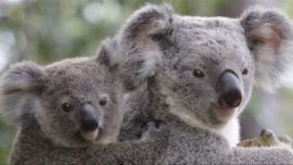 la población de koalas en el este de Australia asciende a unos 180.000 ejemplares.