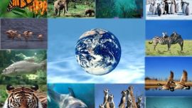 Más de 200 científicos de diferentes países realizarán un estudio global sobre la biodiversidad del planeta.