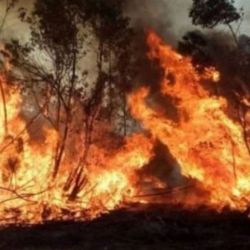 Los incendios forestales siguen arrasando hectáreas.