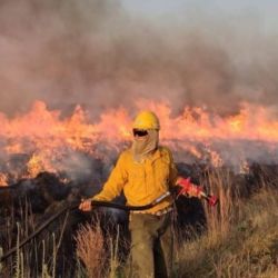 La enorme superficie de pastos que ya fueron arrasados por el fuego pone en serio peligro la principal fuente de alimentación de muchos animales durante el próximo invierno