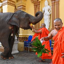 Un monje budista ofrece plátanos a un elefante en el templo Gangaramaya durante el primer día de la mayor procesión anual budista Navam de la ciudad, también conocida como el festival Perahera, en Colombo, Sri Lanka. | Foto:ISHARA S. KODIKARA / AFP