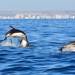 Los delfines encierran y conducen hacia la superficie al cardumen de anchoítas.