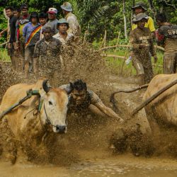 Imagen de un hombre participando en una carrera tradicional de vacas Pacu Jawi, en Nagari Labuah, en Tanah Datar de Sumatra Occidental, Indonesia. La Pacu Jawi se lleva a cabo anualmente en campos de arroz fangosos para celebrar el final de la temporada de cosecha. | Foto:Xinhua/Kurniawan Masud