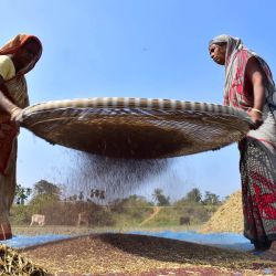 Mujeres avientan semillas de mostaza después de cosecharlas en un campo, en el distrito de Nagaon, en el noreste de India. | Foto:Xinhua/Str