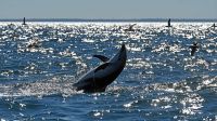Los delfines se llevan todas las miradas en Puerto Madryn