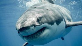 Imágenes sensibles: un tiburón blanco devoró a un nadador en Australia