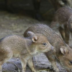 La gestación de los tres ejemplares de pecarí de collar duró 138 días