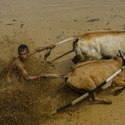 Imagen de un hombre participando en una carrera tradicional de vacas Pacu Jawi, en Nagari Labuah, en Tanah Datar de Sumatra Occidental, Indonesia. La Pacu Jawi se lleva a cabo anualmente en campos de arroz fangosos para celebrar el final de la temporada de cosecha. | Foto:Xinhua/Kurniawan Masud