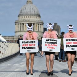 Miembros del grupo de derechos de los animales PETA sostienen pancartas durante una protesta en Londres contra el uso de plumas en la Semana de la Moda de Londres. | Foto:JUSTIN TALLIS / AFP