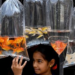 Una niña observa los peces ornamentales expuestos en una tienda de mascotas en Chennai, India. | Foto:ARUN SANKAR / AFP