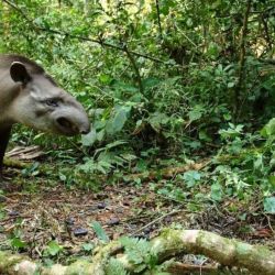 El tapir fue avistado mientras cruzaba lentamente la ruta.