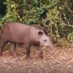 Tras cruzar la ruta sin problema alguno, el tapir se perdió entre la espesura del monte misionero.