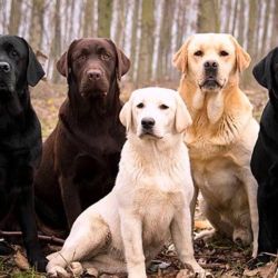 Para el trabajo, los veterinarios analizaron los comportamientos de 375 cachorros de golden retriever, labradores y de una mezcla entre ambas razas. 