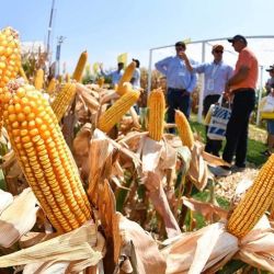 El campo rechaza los subsidios al trigo y maíz y responsabiliza al Gobierno.