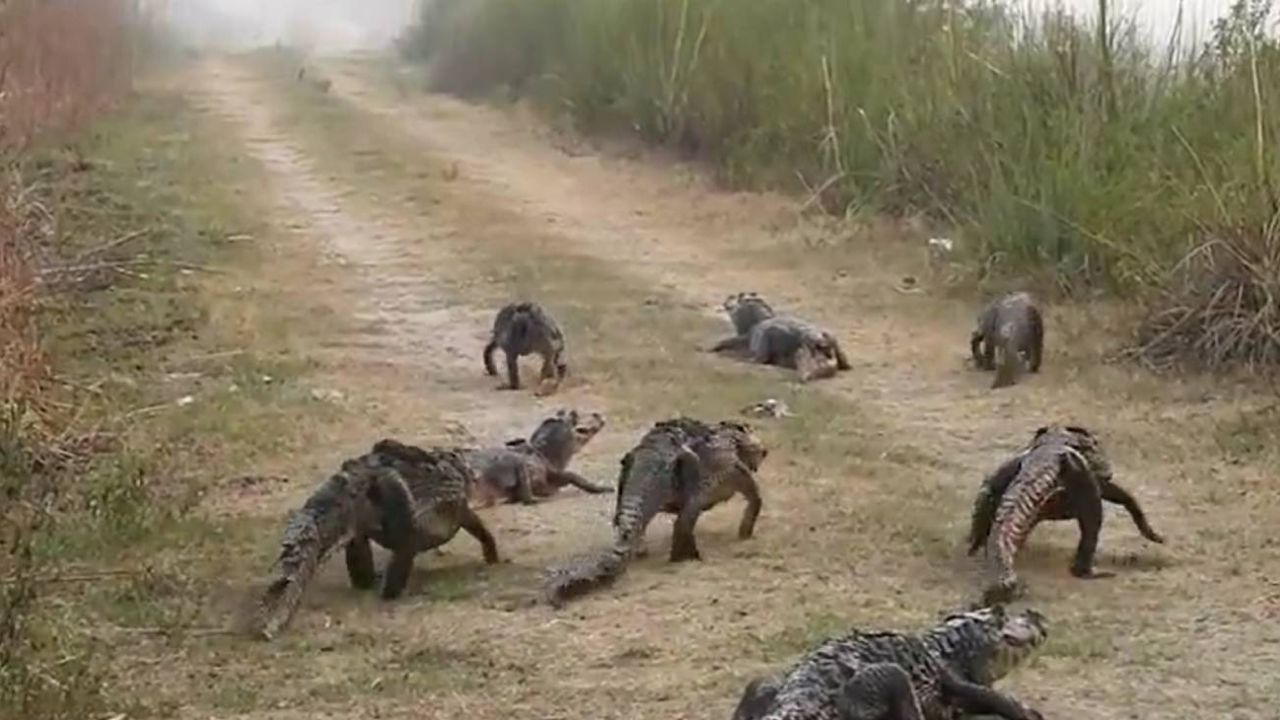 Corrientes incendiada | Así escapan del fuego los animales silvestres |  Perfil