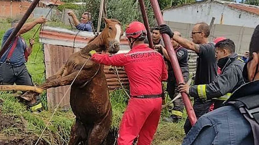 El rescate de un caballo que había caído a un pozo que posteó Sergio Berni en sus redes sociales.